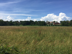 Campo aberto com árvores e céu azul